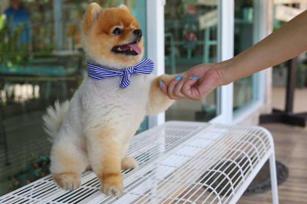 Shreveport Pets