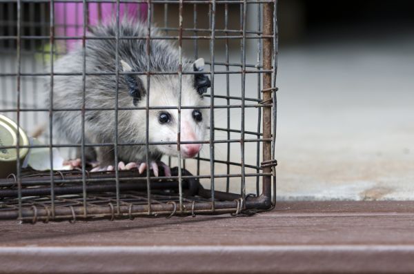 Shreveport Wildlife Removal