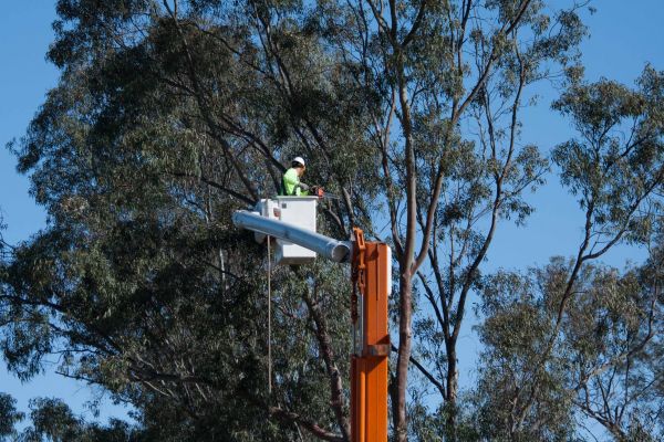 Shreveport Tree Trimming
