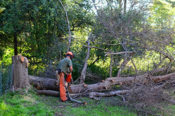 Shreveport Tree Removal