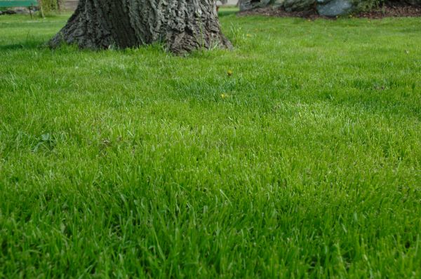 Shreveport Lawn Treatment
